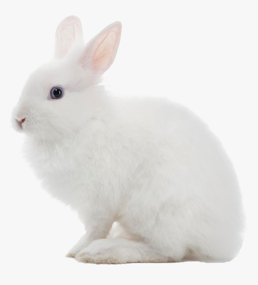 White Rabbit Png Image - White Rabbit Transparent Background, Png Download, Free Download