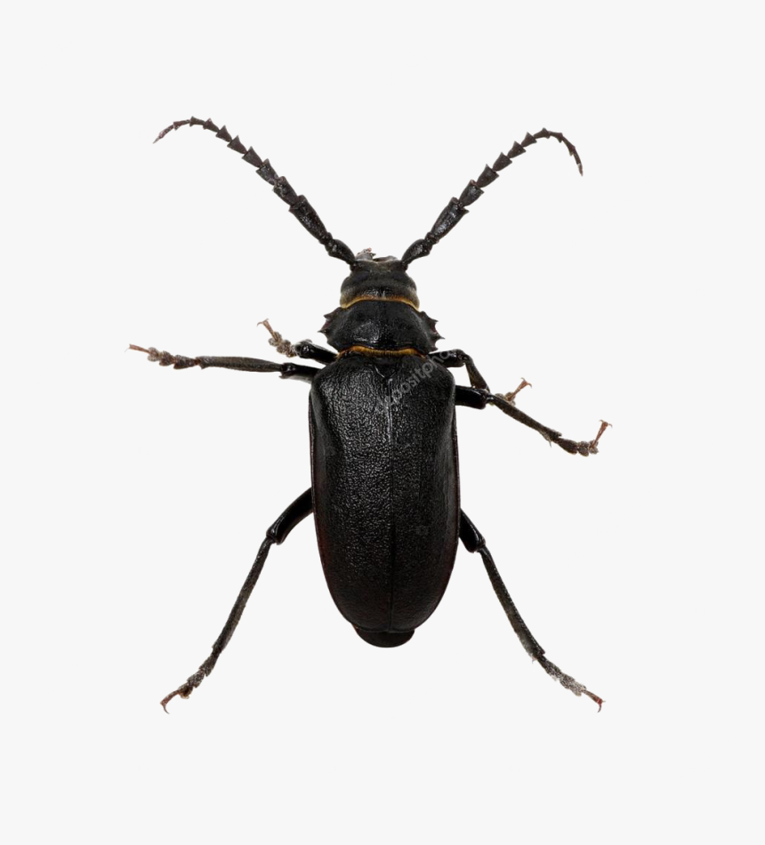 Black Beetle Png Pic - Stock Photography, Transparent Png, Free Download
