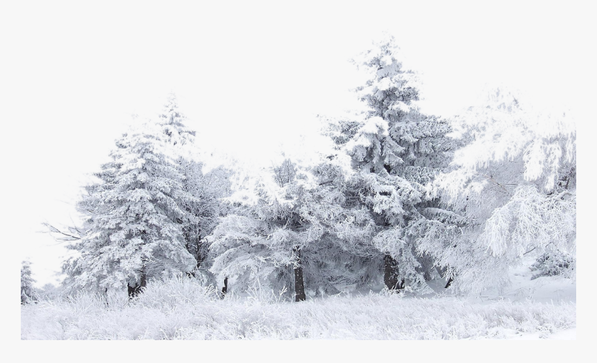 #ftestickers #trees #winter #snow #forest #tree #nature - Snow Tree Png, Transparent Png, Free Download