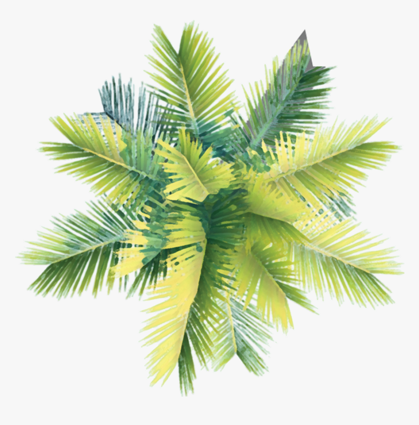 Palm Tree Plan Png, Transparent Png, Free Download
