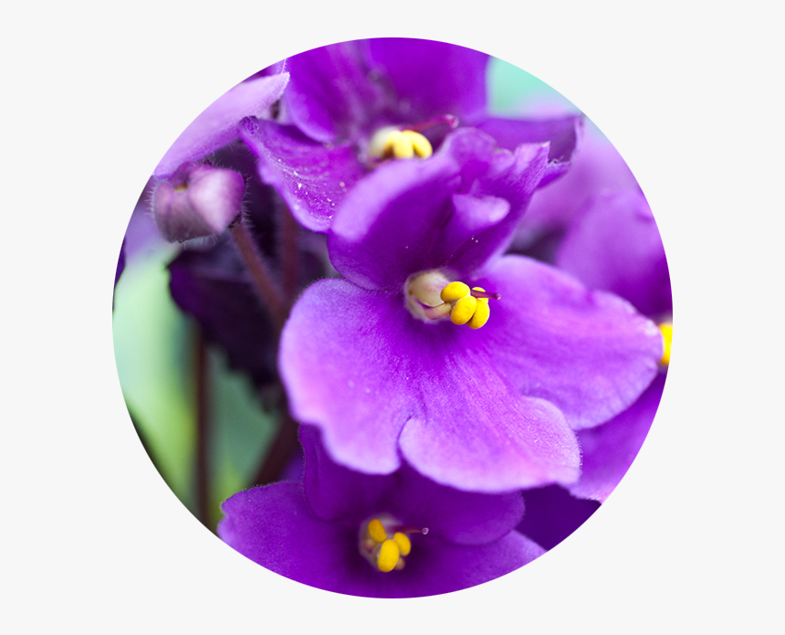 Transparent Violets Png - Violet Flower, Png Download, Free Download