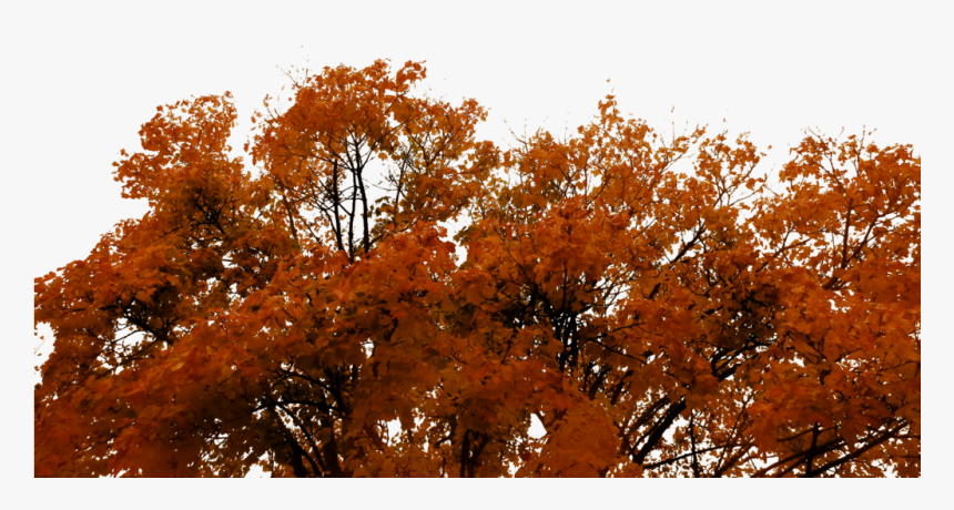 Transparent Autumn Png - Autumn Tree Cut Out, Png Download, Free Download