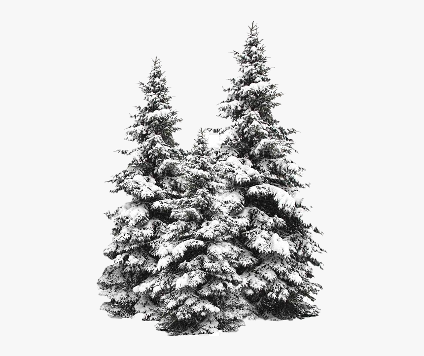 Snow Fir Tree Png Image - Pine Tree Snow Png, Transparent Png, Free Download