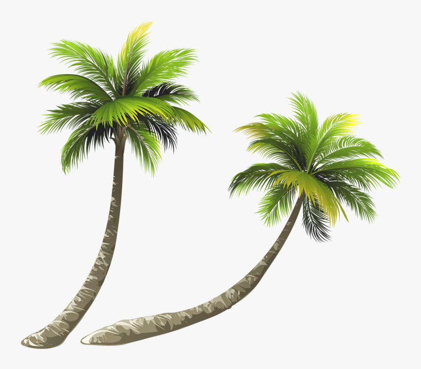 Transparent Coconut Tree Clipart - Coconut Tree Illustration Png, Png Download, Free Download