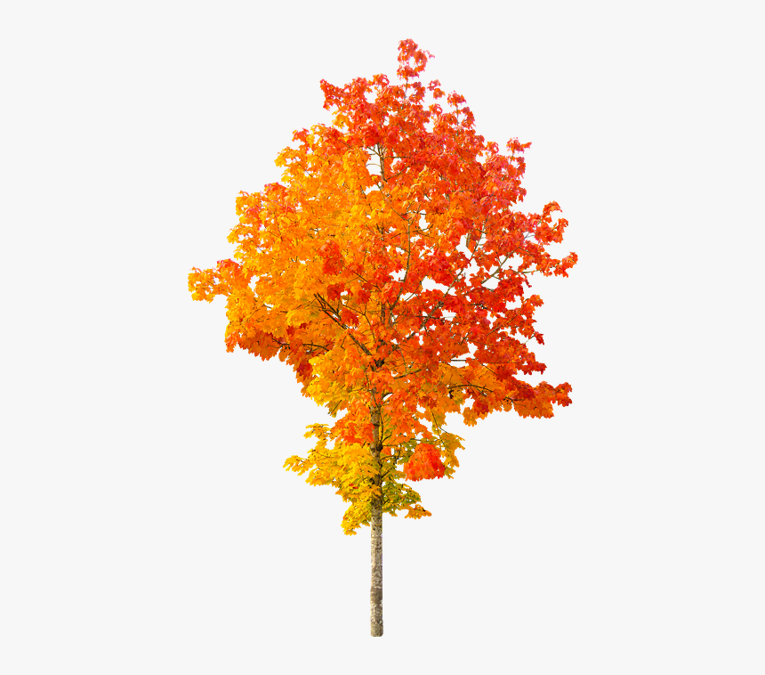 Autumn Png Free Images - Autumn Tree Png, Transparent Png, Free Download
