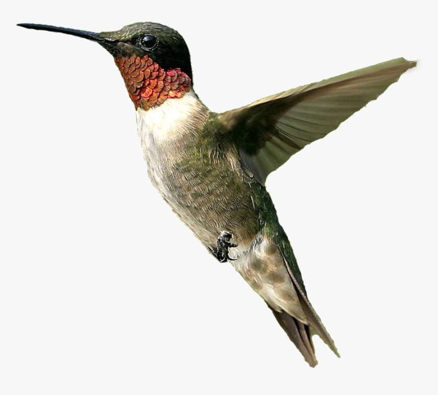 Cute Bird Png Picture - Humming Birds Png, Transparent Png, Free Download