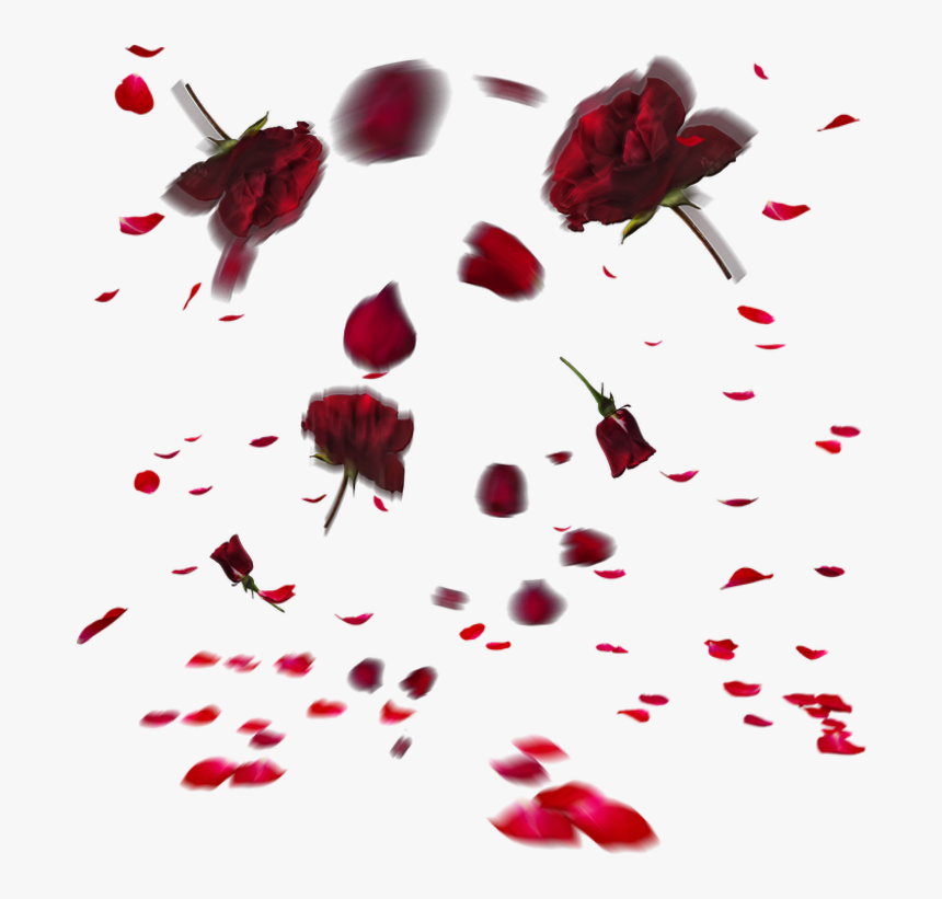 #rose #roses #flowers #flower #falling - Rose Petals Falling Transparent, HD Png Download, Free Download