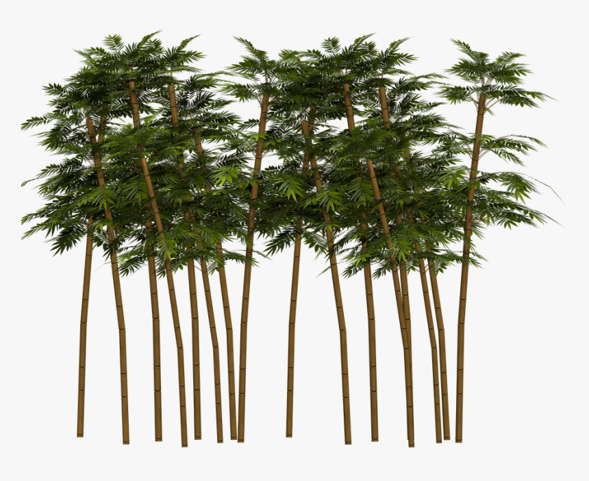 Bamboo Tree Png - Real Bamboo Tree Png, Transparent Png, Free Download