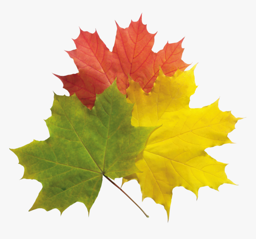 Autumn Leaves Png Image - Herbstblatt Png, Transparent Png, Free Download