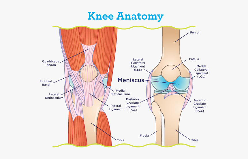 Meniscus Location Within The Knee - Knee Tendons, HD Png Download, Free Download