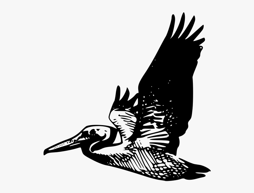 Flying Pelican Png Clip Arts - Flying Pelican Clip Art, Transparent Png, Free Download