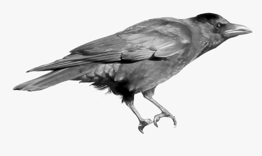 Raven Png - English Birds Sounds Name, Transparent Png, Free Download