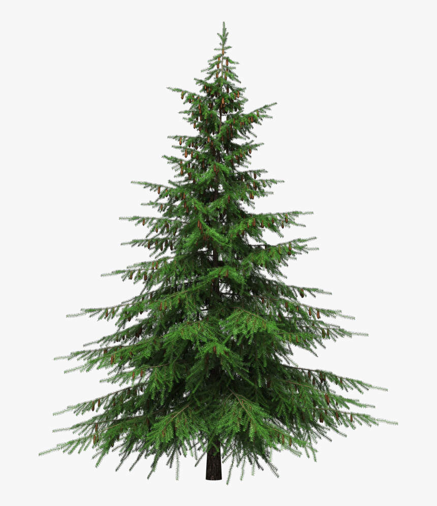 Christmas Tree Transparent - Real Christmas Tree Png, Png Download, Free Download