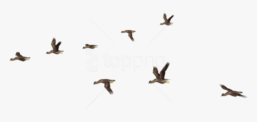 Flock Of Birds Flying Away, HD Png Download, Free Download