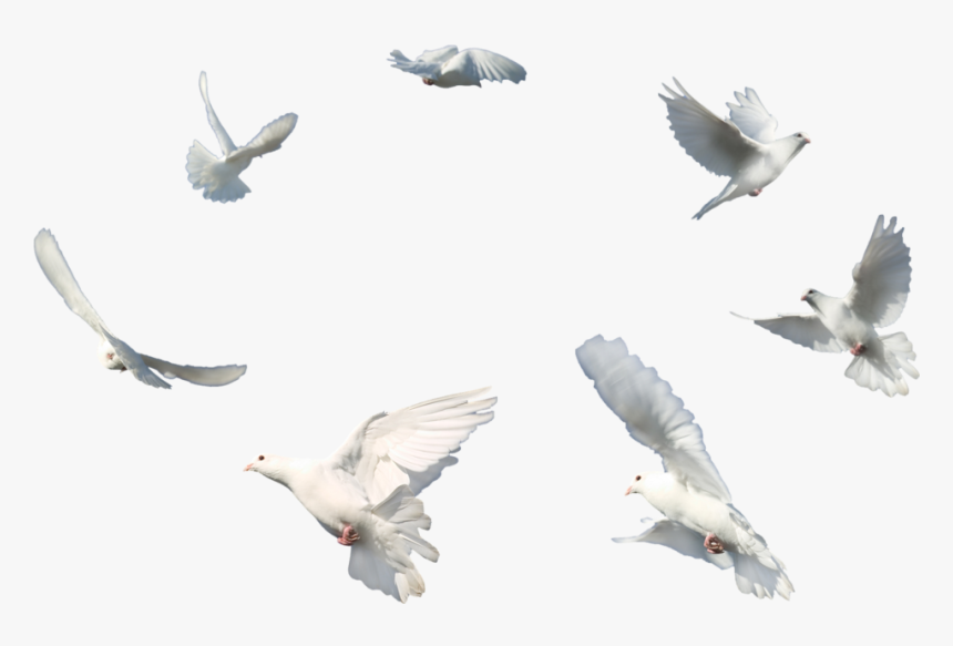 Transparent Flock Of Doves Png - Vijay Mahar Pigeon Png, Png Download, Free Download