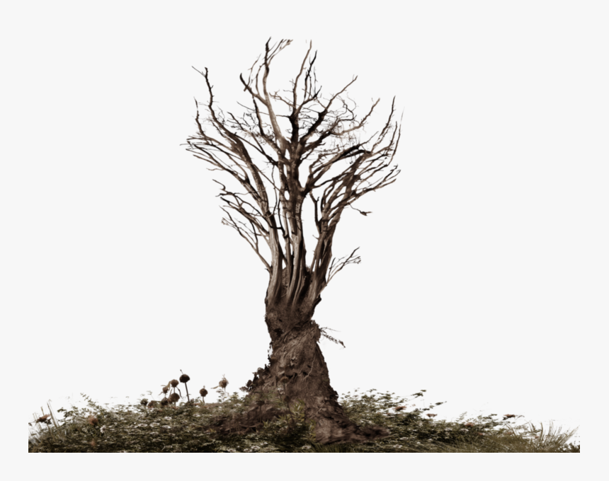 Roots Of A Tree Png - Tree Roots Png, Transparent Png, Free Download