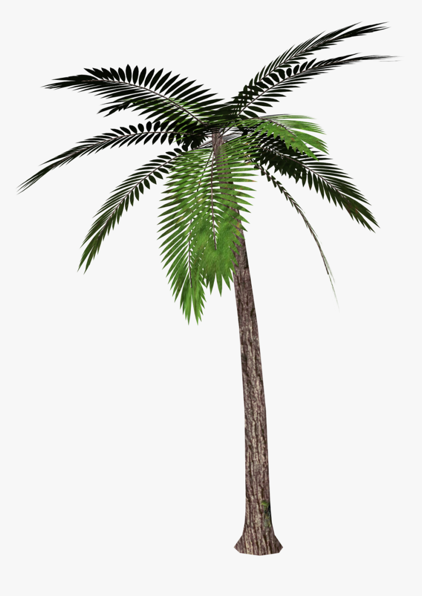 Overlay And Palm Tree Image - Palm Tree Transparent Background, HD Png Download, Free Download