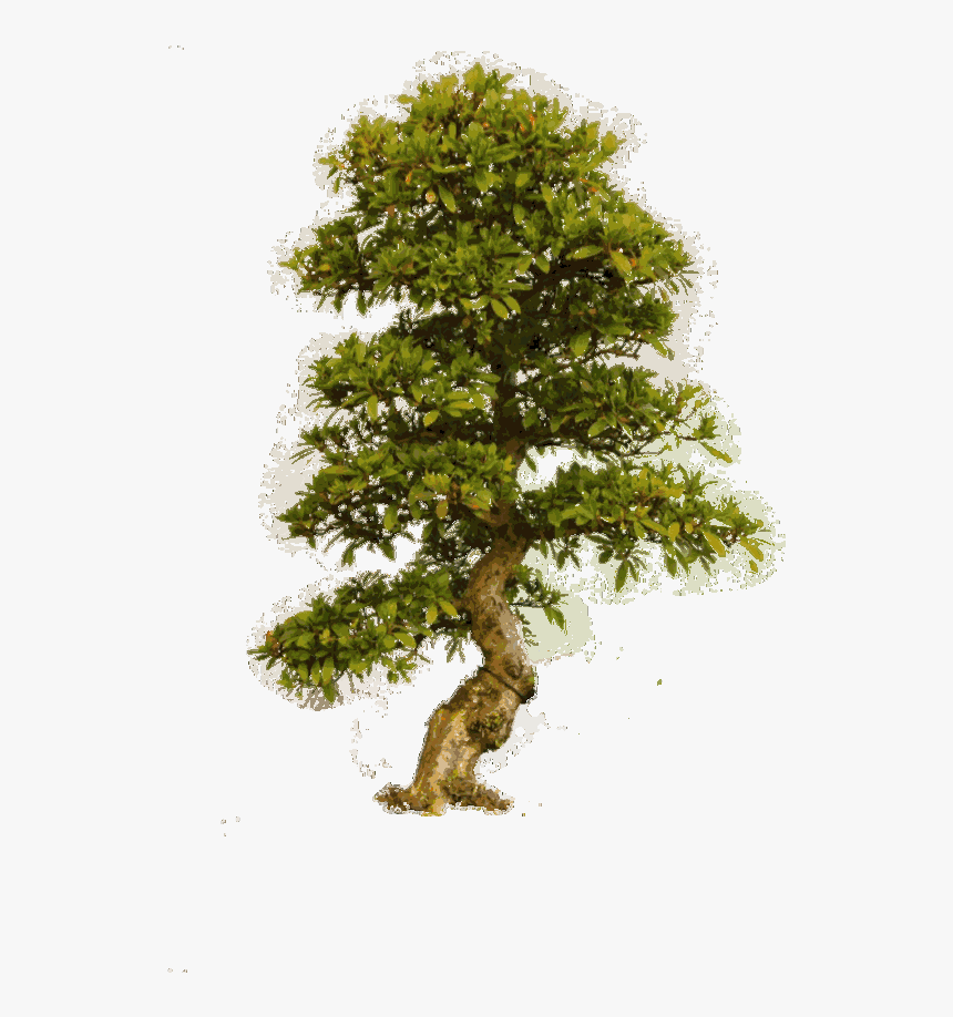 Trees Png Download - Big Old Tree Png, Transparent Png, Free Download