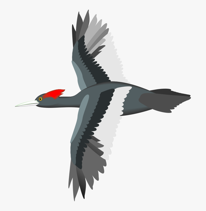 Bird Flight Sparrow Parrot Goose - Vector Bird Flying Png, Transparent Png, Free Download