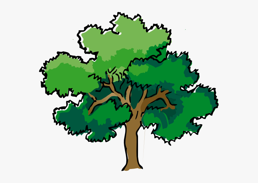 Oak Clipart Deciduous Tree - Tree Drawing With Color, HD Png Download, Free Download