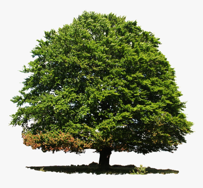 Deciduous Tree In Summer, HD Png Download, Free Download