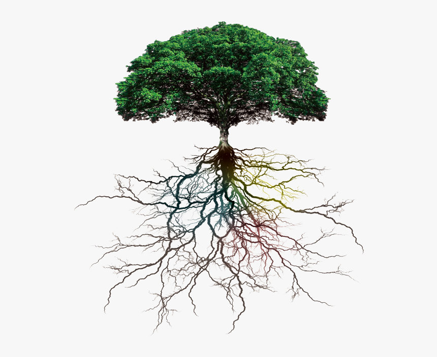 Tree Rooting Branch - Tree With Roots Png, Transparent Png, Free Download