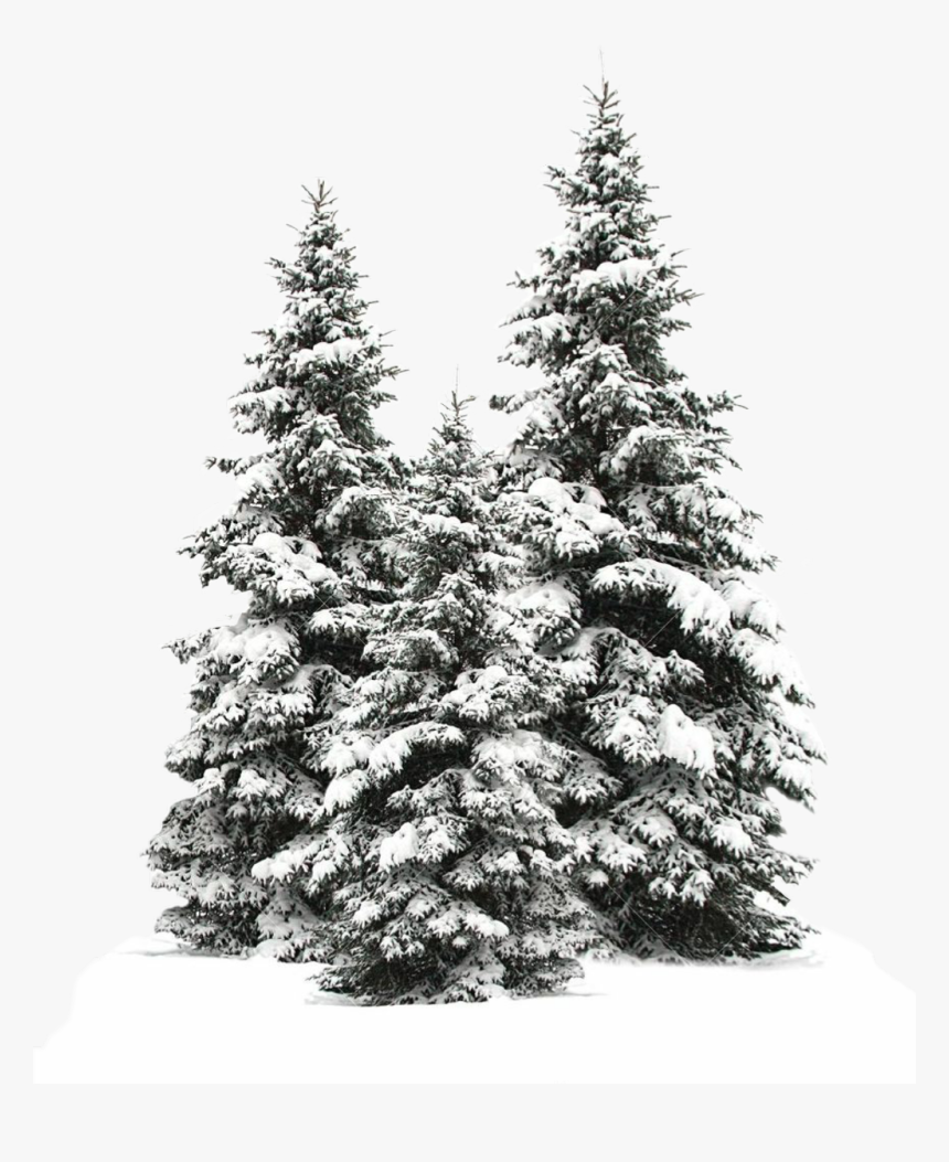 Tree Trees Christmas Christmastree Snow Winter Wintertr - Snowy Pine Trees Png, Transparent Png, Free Download