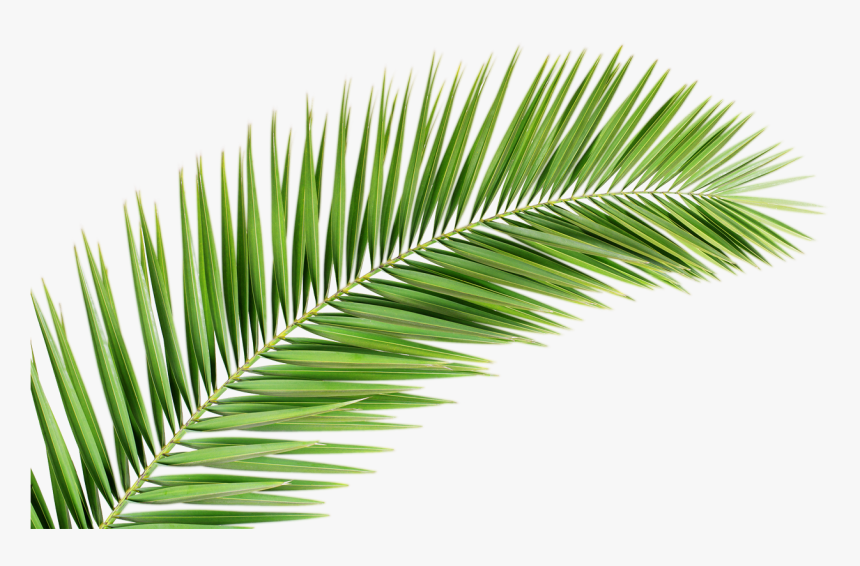 Clip Art Palm Leaves Transparent - Palm Tree Leaf Png, Png Download, Free Download
