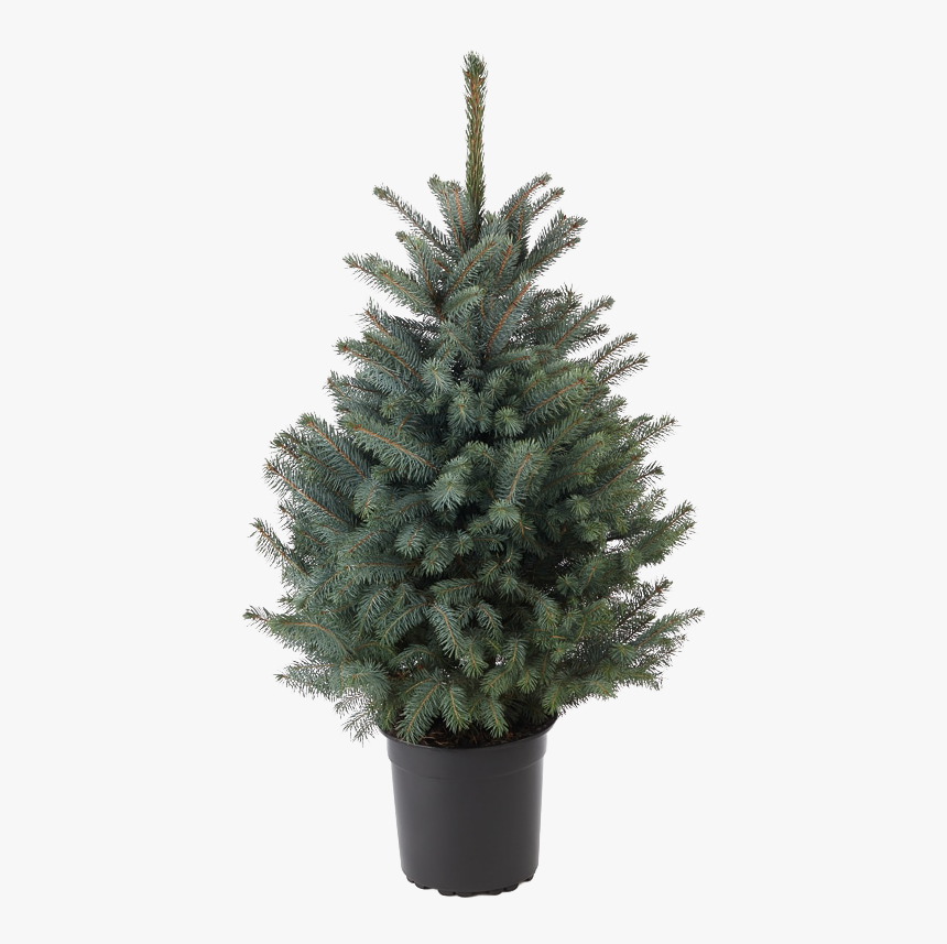 Blue Spruce Tree Potted Png - Real Christmas Tree In A Pot, Transparent Png, Free Download
