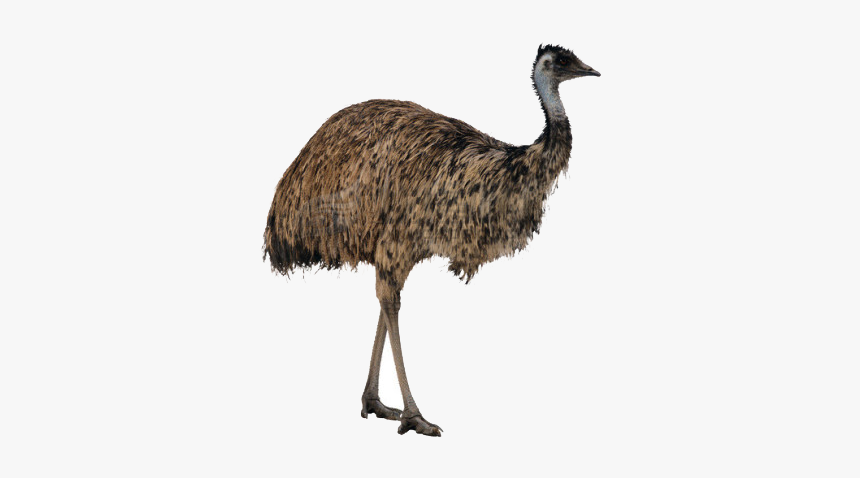 Ostrich Png High-quality Image - Emu Png, Transparent Png, Free Download