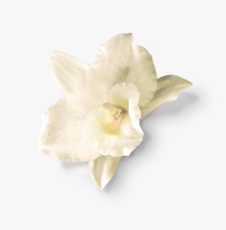 Christmas Orchid, HD Png Download, Free Download