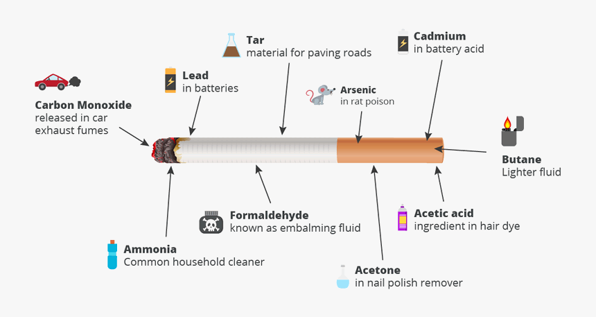 Smoking The Facts - Cigarette Diagram, HD Png Download, Free Download