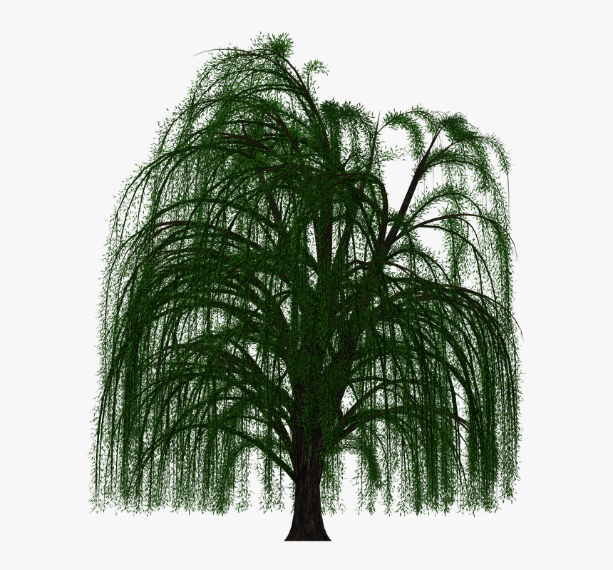 Willow Tree Png - Weeping Willow Tree Transparent Background, Png Download, Free Download