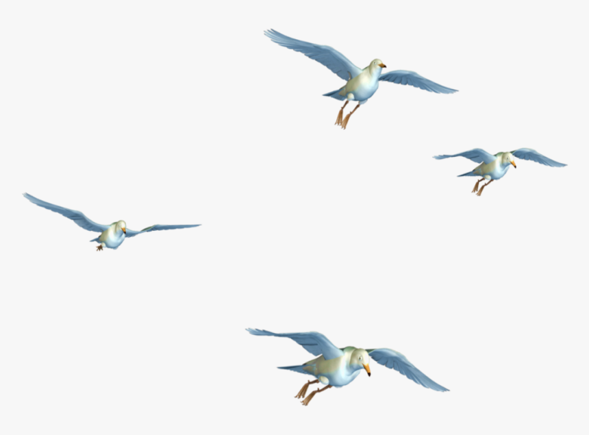 #edits #seagulls #birds #flying #art #stickers - Flying Birds Png Free Download, Transparent Png, Free Download