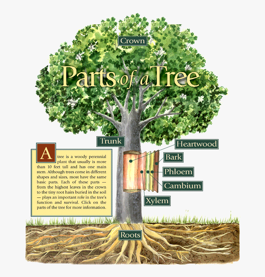 Tree And Its Part, HD Png Download, Free Download