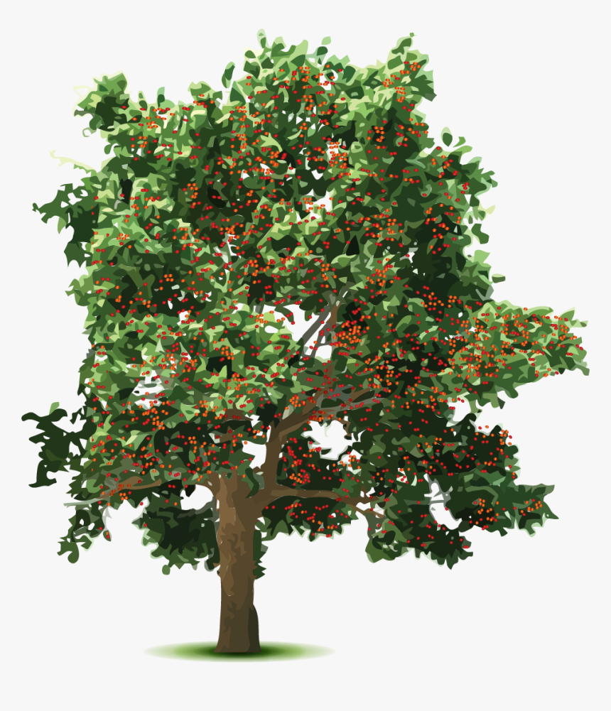Rowan Tree Png, Transparent Png, Free Download