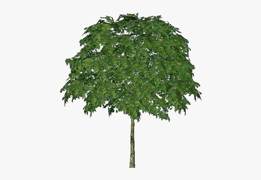 3d Trees - Mountain Ash - Acca Software - Tree, HD Png Download, Free Download