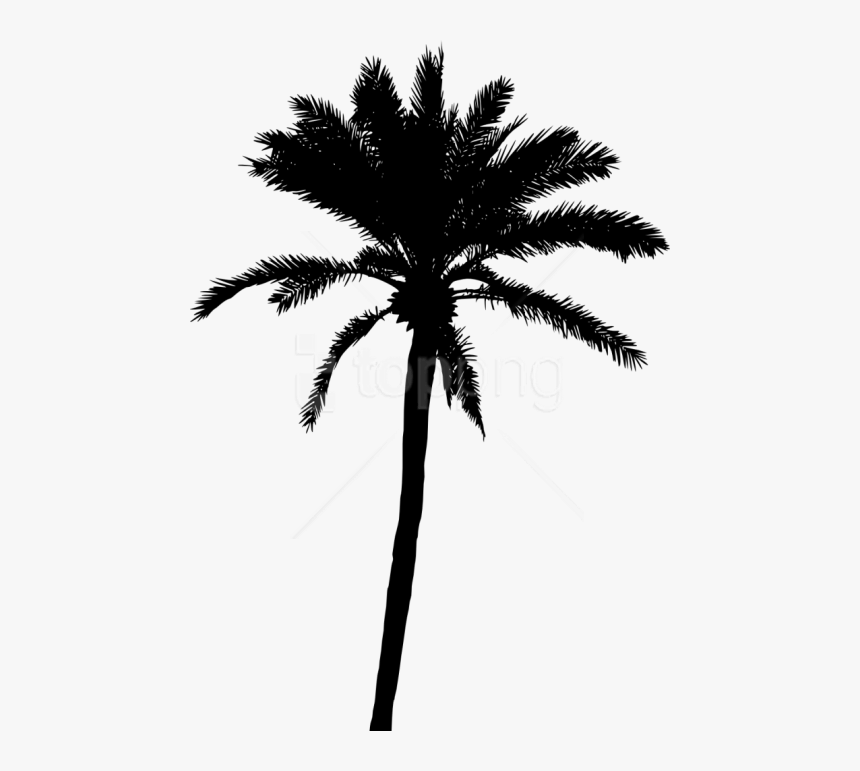 Palm Png Transparent Background - Palm Tree Vector Png, Png Download, Free Download