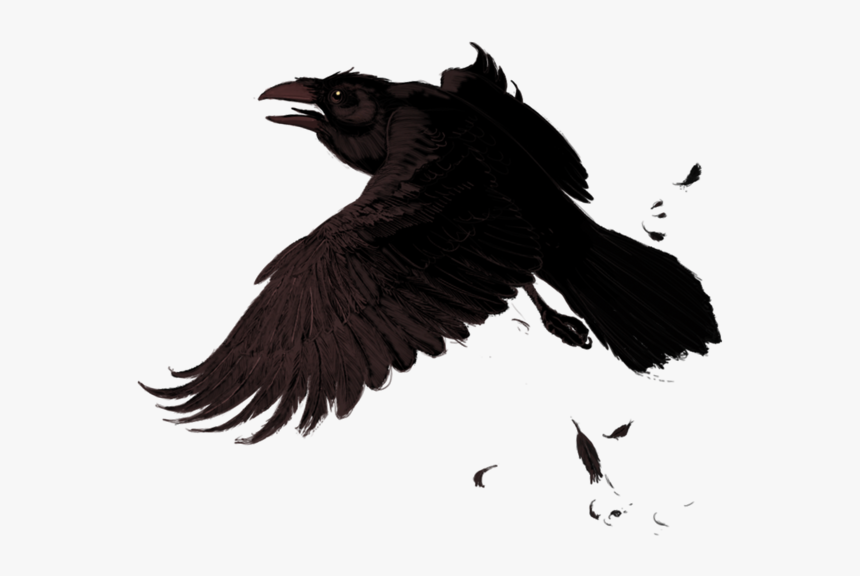 #crow #bird #birds #animals #animal #feather #fly#badluck - Birds Animals, HD Png Download, Free Download