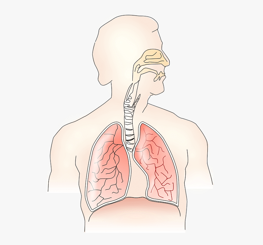 Respiratory System Without Parts, HD Png Download, Free Download