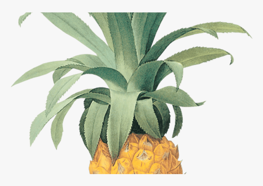 Clipart Flower Pineapple, Clipart Flower Pineapple - Vintage Botanical Pineapple Illustration, HD Png Download, Free Download