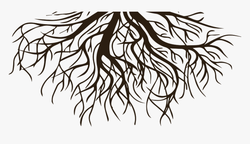 Drawing Clip Art Root Vector Graphics Tree - Tree Roots Png Vector, Transparent Png, Free Download