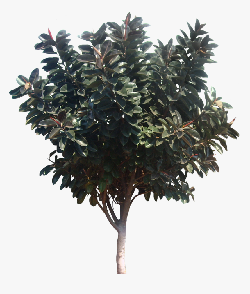 Transparent Ficus Tree Png - Transparent Magnolia Tree Png, Png Download, Free Download