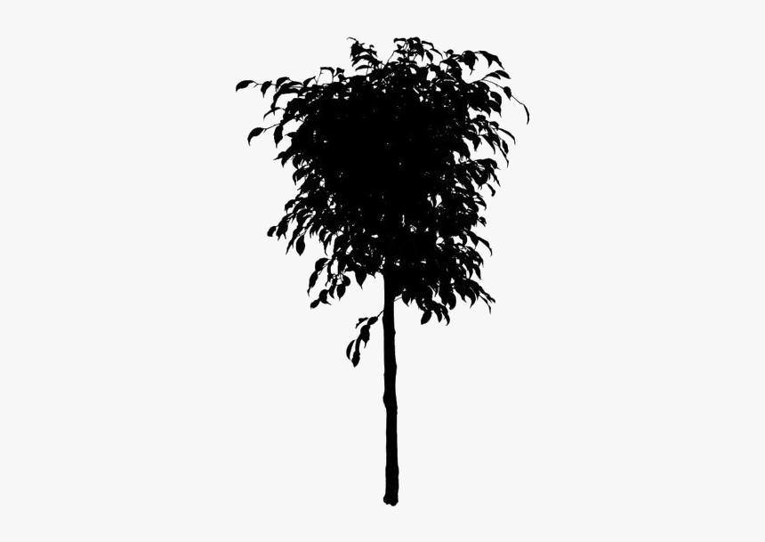 Large Ficus Tree Png Free - Ficus Benjamina Tree Png, Transparent Png, Free Download