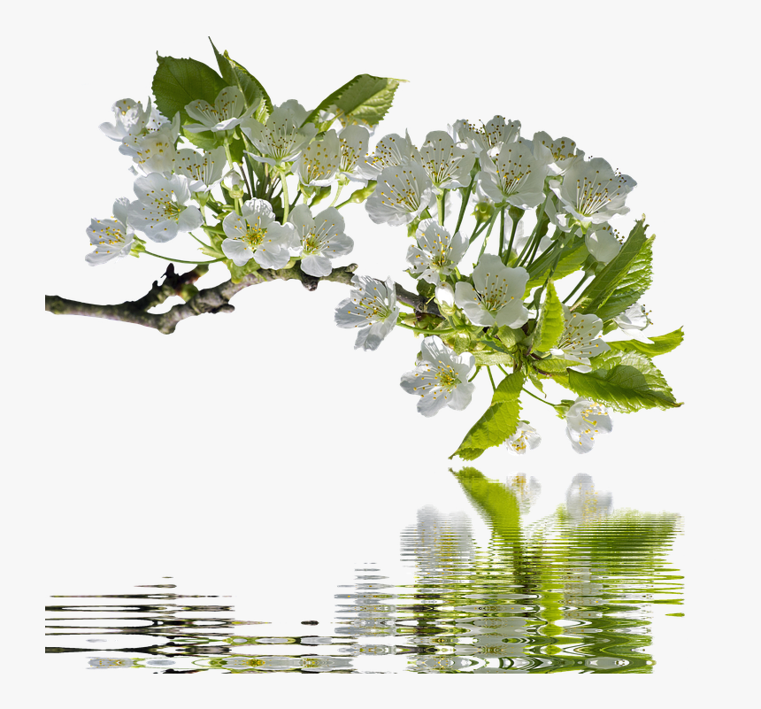 Spring, Cherry Branches, Branch, Flowers, Nature - Spring Morning Chinese Poem, HD Png Download, Free Download