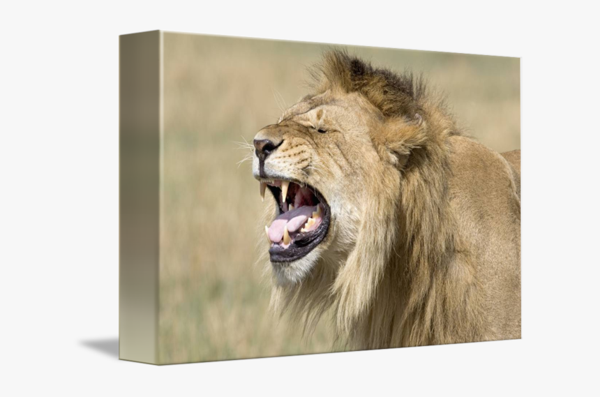 Clip Art Close Up Of A - Lion Teeth, HD Png Download, Free Download