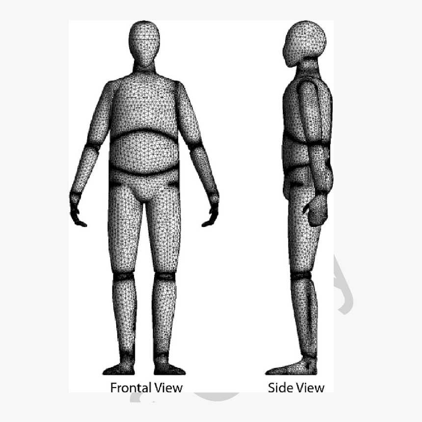 Computer Model Of Human Body, HD Png Download, Free Download
