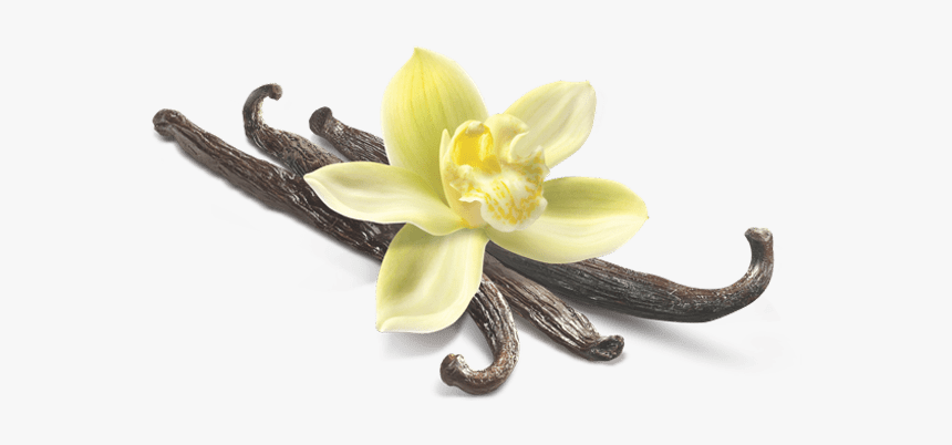 Vanilla Flower Closeup - Vanilla Flower Png, Transparent Png, Free Download