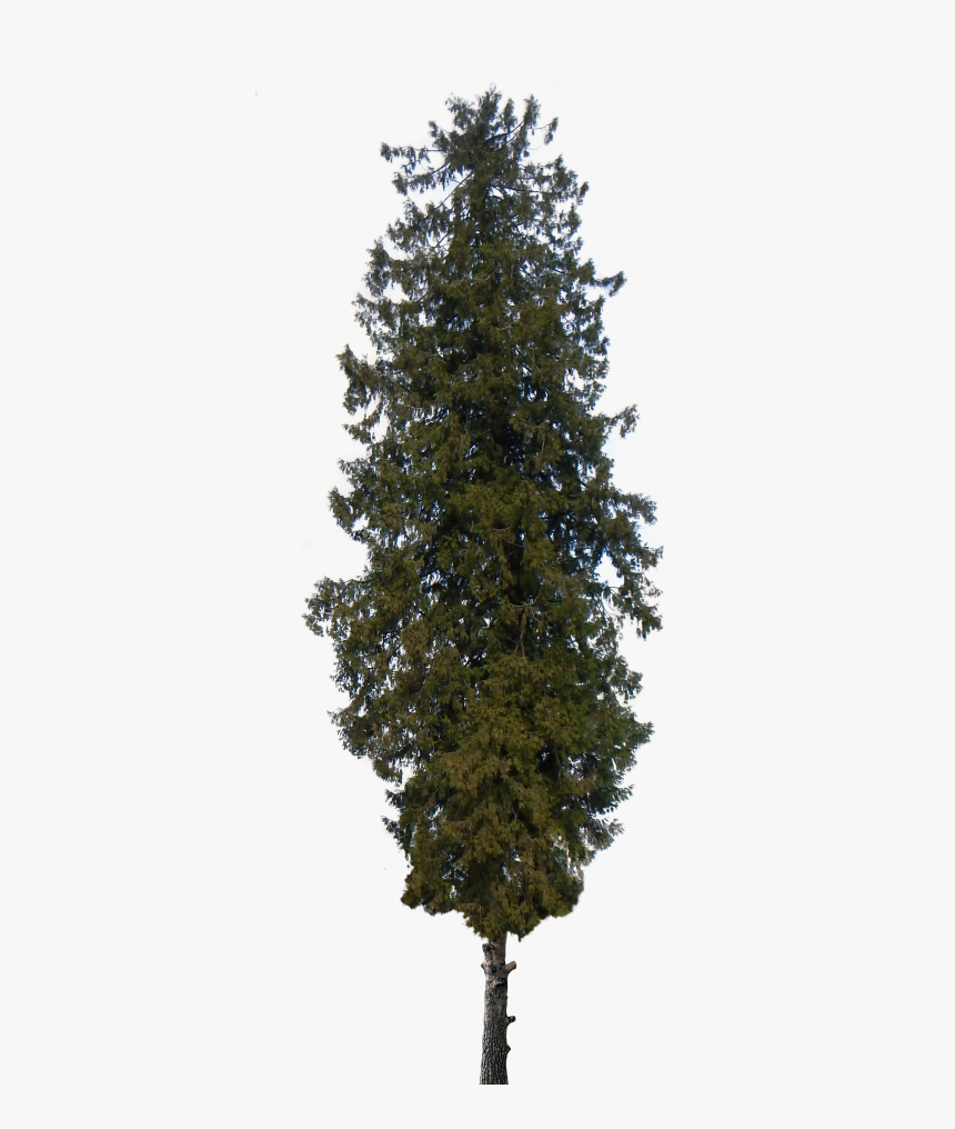 Transparent Pine Tree Png - Free Download Png Real Tree, Png Download, Free Download