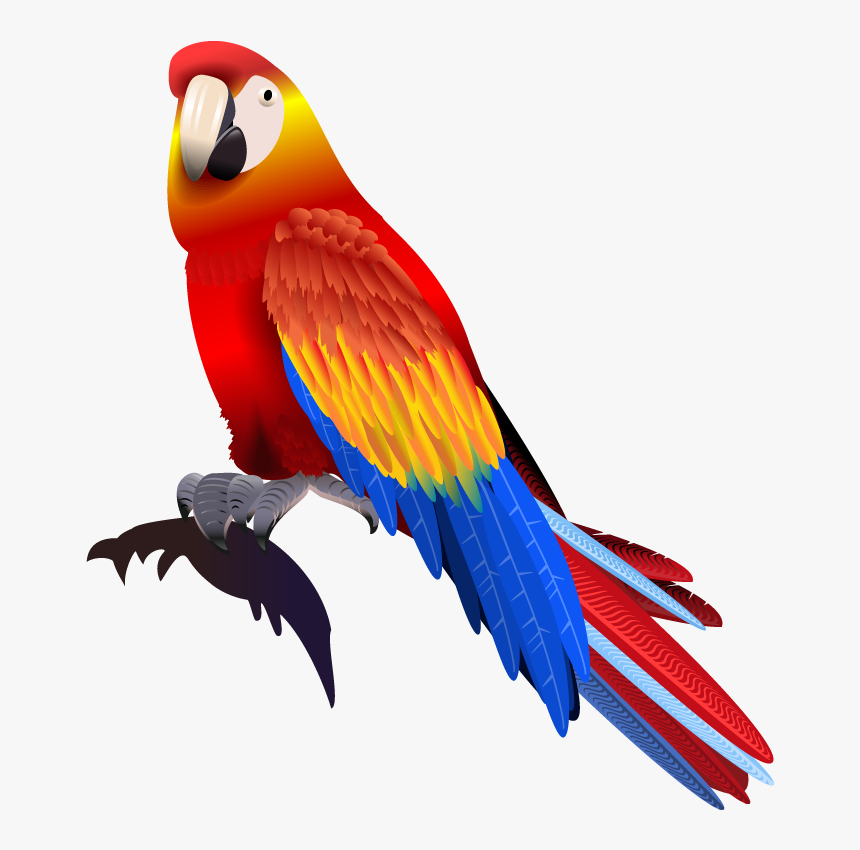 Vector Parrot Colored - Vector Parrot Png, Transparent Png, Free Download